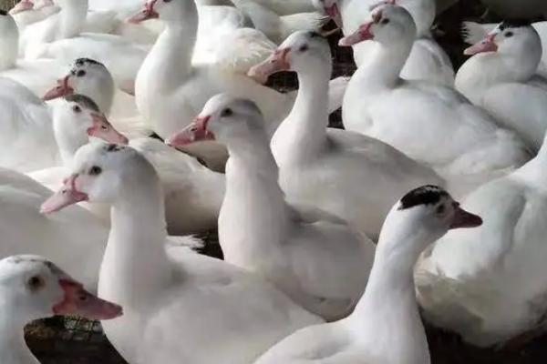 番鸭会游泳吗，番鸭和半番鸭的区别