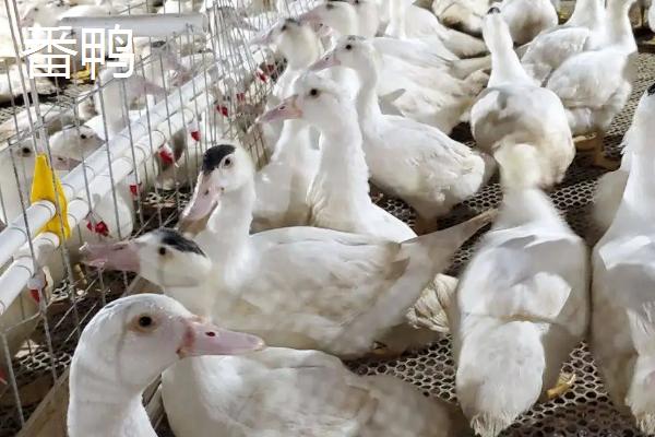 番鸭会游泳吗，番鸭和半番鸭的区别