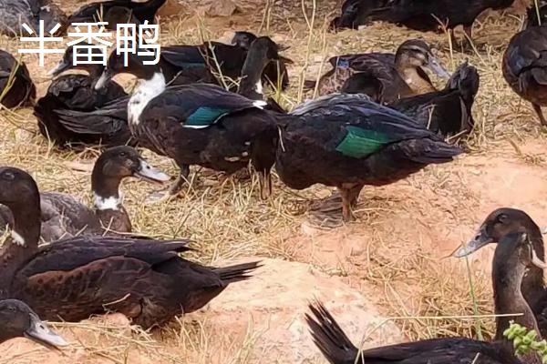 番鸭会游泳吗，番鸭和半番鸭的区别