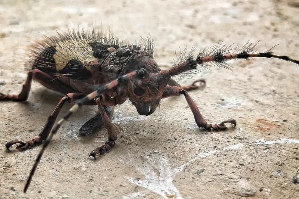天牛咬人吗,有毒吗,天牛是益虫还是害虫