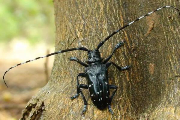 天牛咬人吗,有毒吗,天牛是益虫还是害虫