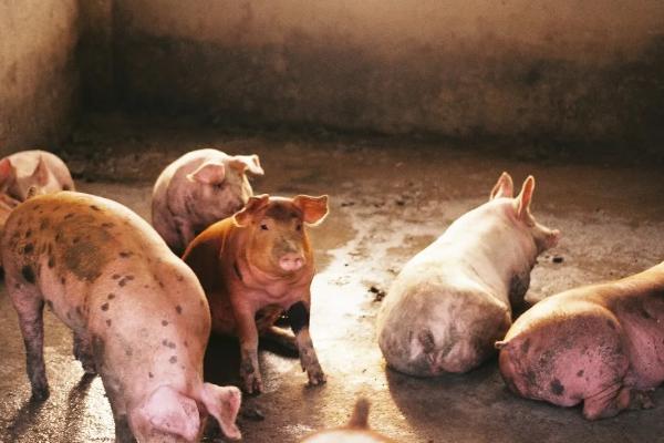 猪五号病几天过传染期，猪五号病是怎么引起的