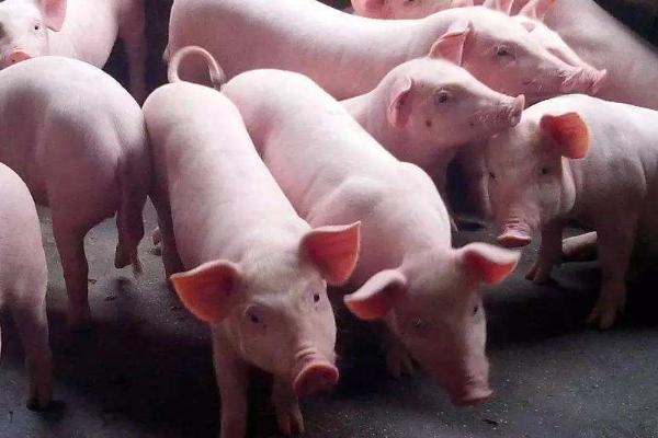 猪五号病几天过传染期，猪五号病是怎么引起的