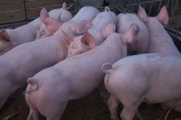 猪五号病几天过传染期，猪五号病是怎么引起的