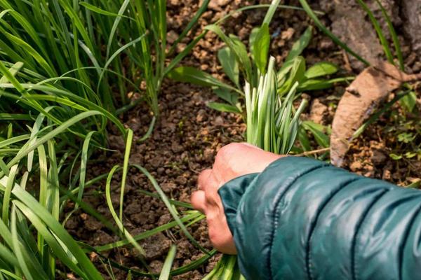 韭菜的生长习性，韭菜收割后几天可以长出来