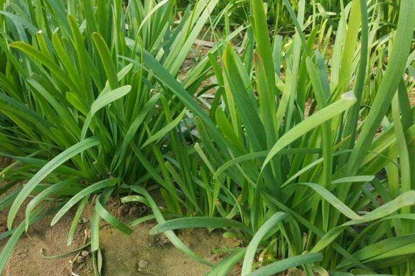 韭菜的生长习性，韭菜收割后几天可以长出来