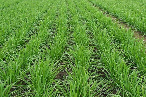 韭菜的生长习性，韭菜收割后几天可以长出来