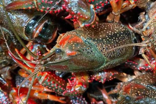 小龙虾种群最基本的数量特征是什么，小龙虾是群居动物吗