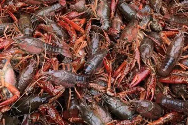 小龙虾种群最基本的数量特征是什么，小龙虾是群居动物吗