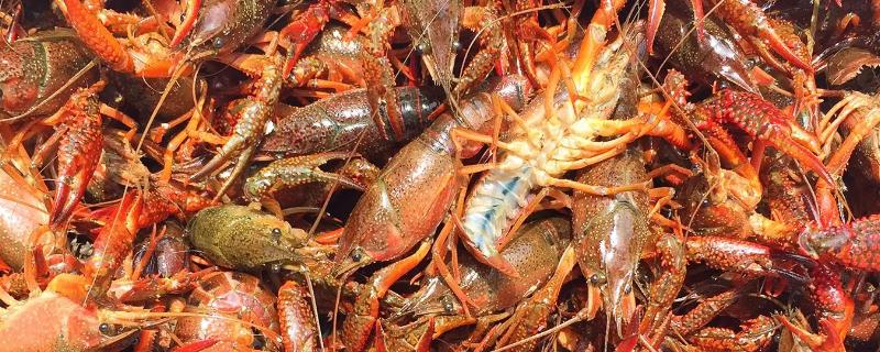 小龙虾小青,中青,大青什么意思