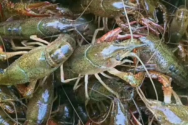 小龙虾小青,中青,大青什么意思