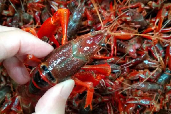 小龙虾小青,中青,大青什么意思