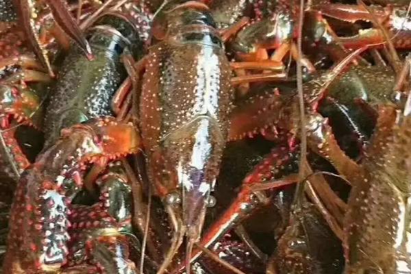 小龙虾小青,中青,大青什么意思