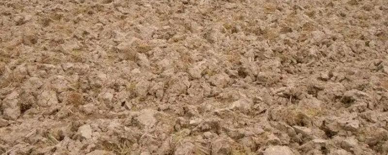 酸性土壤适合种植什么农作物，酸性土壤和碱性土壤有什么区别