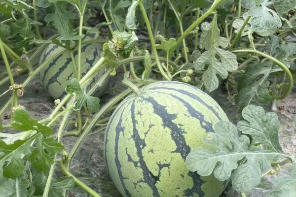 酸性土壤适合种植什么农作物，酸性土壤和碱性土壤有什么区别