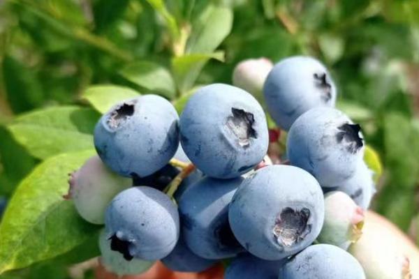 酸性土壤适合种植什么农作物，酸性土壤和碱性土壤有什么区别