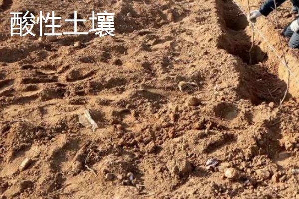 酸性土壤适合种植什么农作物，酸性土壤和碱性土壤有什么区别