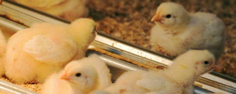 养小鸡需要注意什么才不会死,小鸡保温需要多久脱温