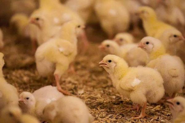 养小鸡需要注意什么才不会死，小鸡保温需要多久脱温