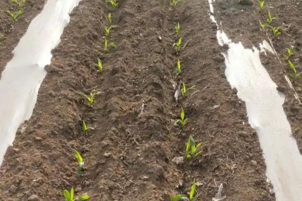 粘玉米一亩地种多少棵，粘玉米的种植方法