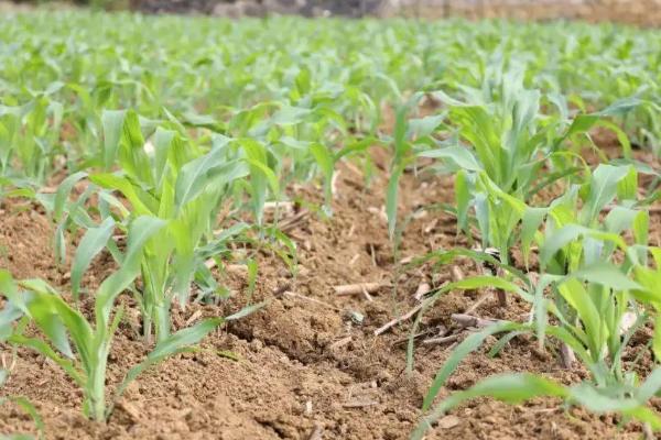 粘玉米一亩地种多少棵，粘玉米的种植方法