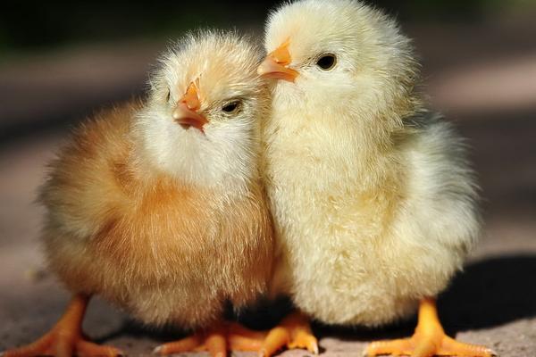 养小鸡需要注意什么才不会死，小鸡保温需要多久脱温