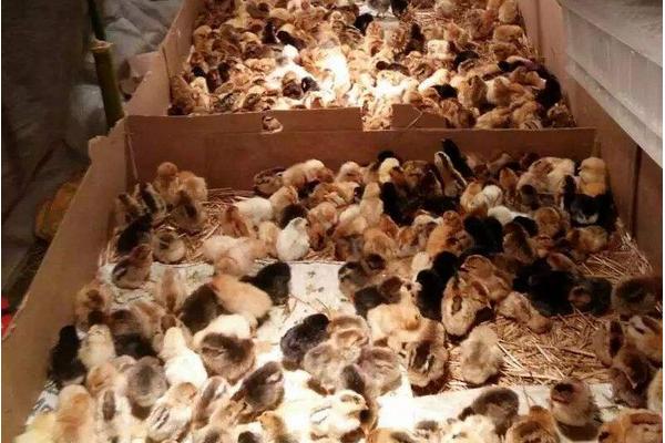 养小鸡需要注意什么才不会死，小鸡保温需要多久脱温