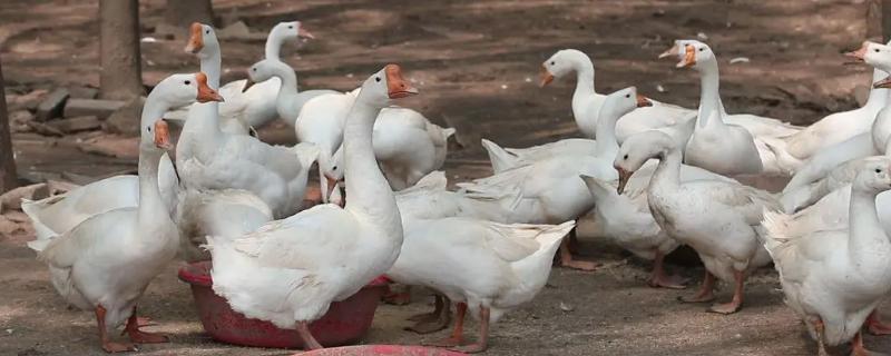 鹅多久能长成大鹅，鹅吃什么东西长得快