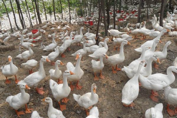 成年鸭子不吃食怎么治疗，是什么原因导致的