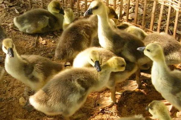 鹅多久能长成大鹅,鹅吃什么东西长得快