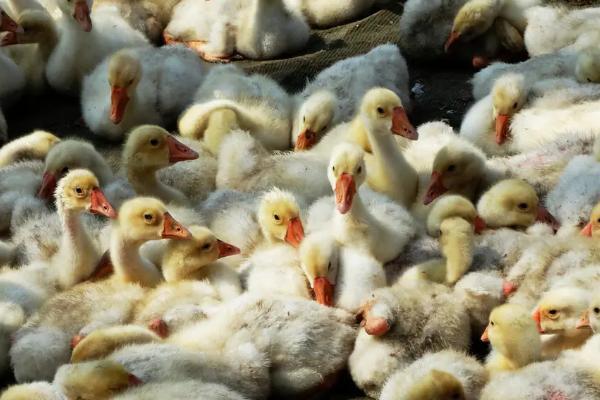 鹅多久能长成大鹅,鹅吃什么东西长得快