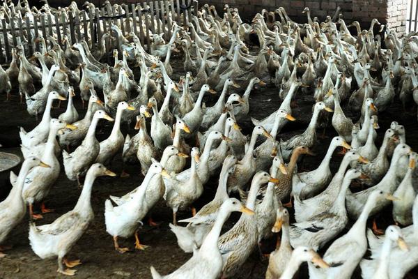 成年鸭子不吃食怎么治疗，是什么原因导致的