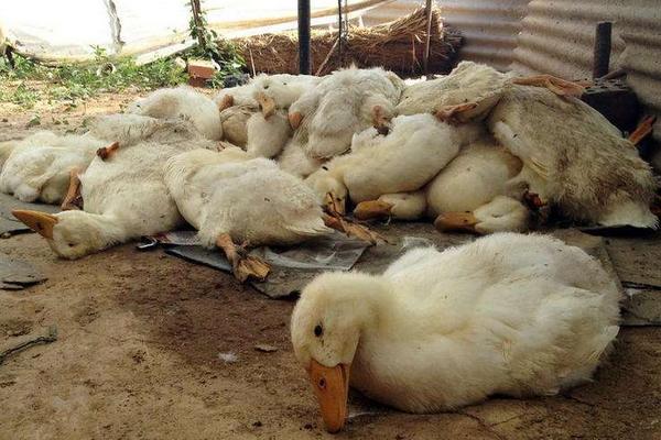 成年鸭子不吃食怎么治疗，是什么原因导致的