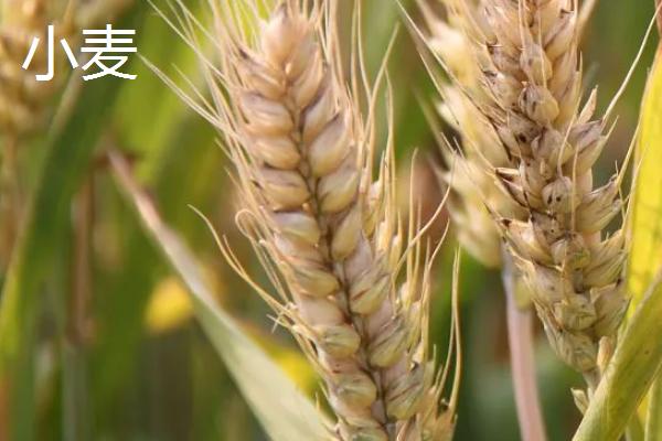 鹅多久能长成大鹅,鹅吃什么东西长得快