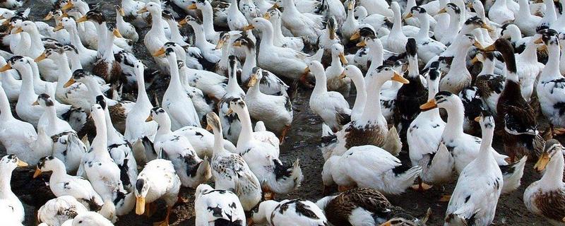 成年鸭子不吃食怎么治疗，是什么原因导致的