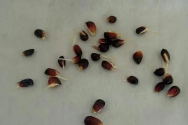 羊角蜜甜瓜育苗方法和时间