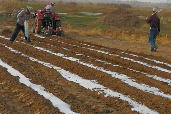 甜瓜育苗方法和时间