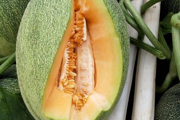 甜瓜育苗方法和时间