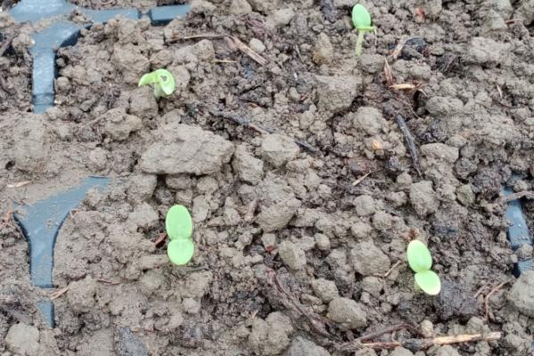 甜瓜育苗方法和时间