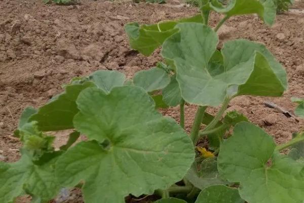 甜瓜育苗方法和时间