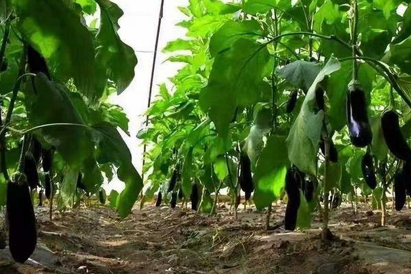 茄子生长的适宜温度是多少,茄子可以和什么套种