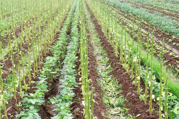 茄子生长的适宜温度是多少,茄子可以和什么套种