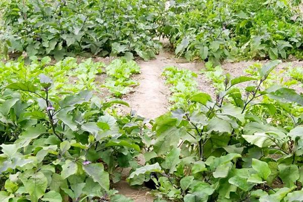 茄子生长的适宜温度是多少,茄子可以和什么套种