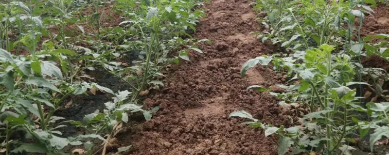 西红柿为什么要卧倒，西红柿生长需要什么肥料