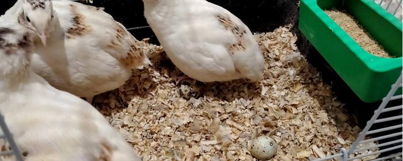 鹌鹑下蛋周期是多久,下蛋前有什么征兆