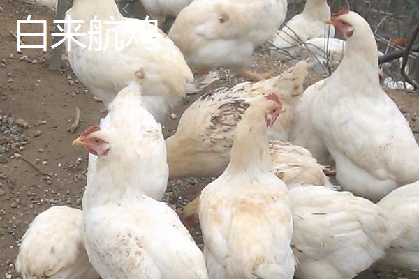 白壳鸡蛋是什么品种鸡,白壳鸡蛋和红壳鸡蛋的区别