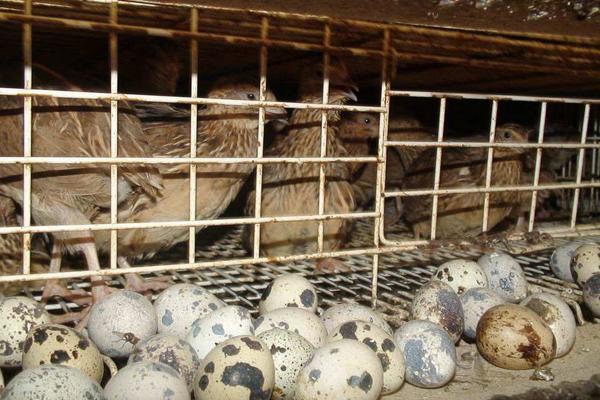 鹌鹑下蛋周期是多久,下蛋前有什么征兆