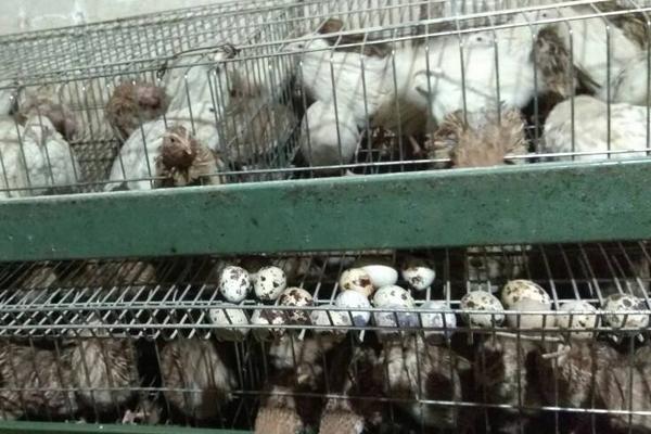 鹌鹑下蛋周期是多久,下蛋前有什么征兆