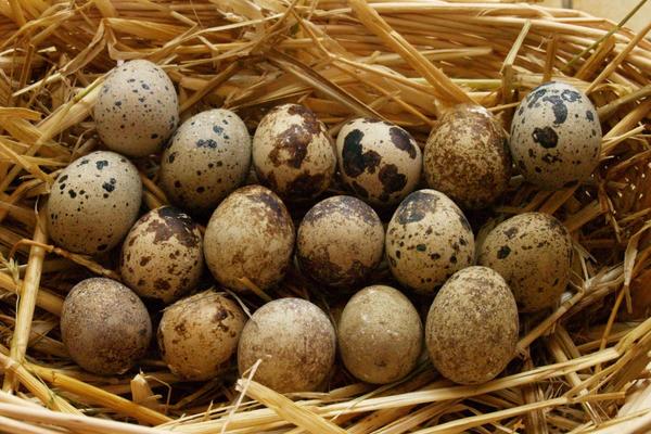 鹌鹑下蛋周期是多久,下蛋前有什么征兆