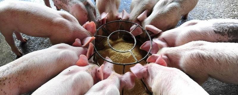 仔猪浓缩饲料配方，浓缩饲料怎么喂比较好